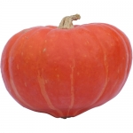 Amoro F1 BIO